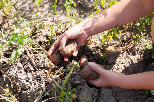 Comment prévenir les ravageurs des pommes de terre de manière écologique ?