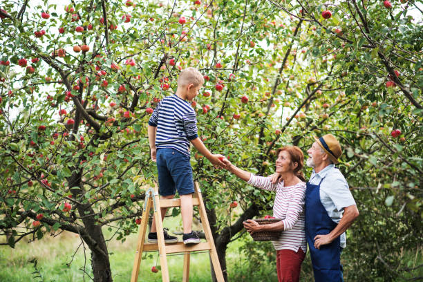 Astuces pour organiser une cueillette de pommes en famille