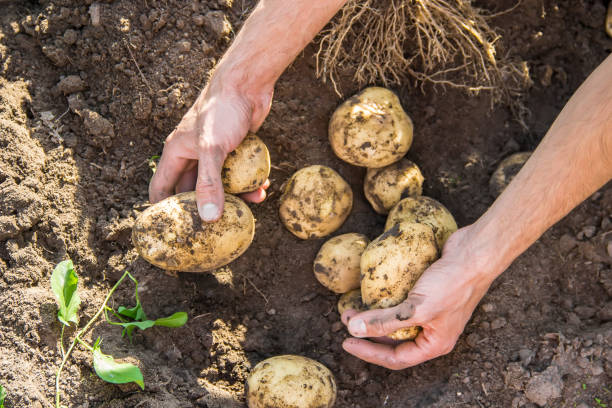 Les pommes de terre et la sécurité alimentaire mondiale : une perspective cruciale