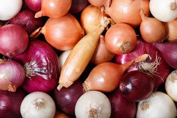 Variétés d’oignons : Un guide pour choisir les meilleures pour votre jardin