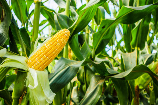 Les origines de la culture du maïs : histoire et évolution