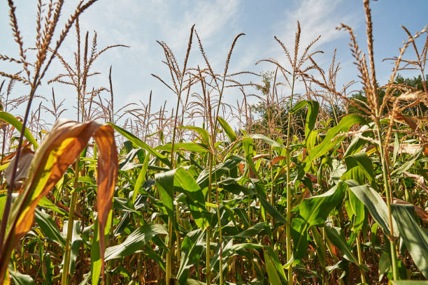 L’impact du changement climatique sur la culture du maïs