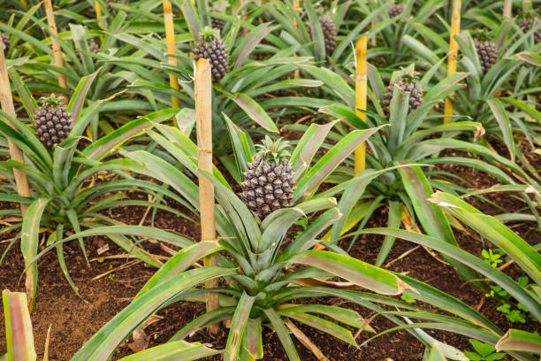 Maximiser les rendements avec une utilisation efficace des fertilisants dans la culture de l’ananas