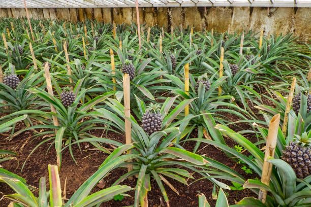 L’évolution technologique dans la culture de l’ananas : un changement radical