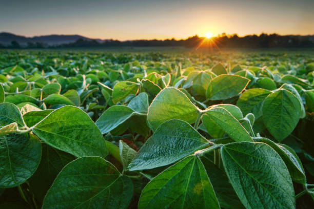 La rotation des cultures : l’importance de la rotation pour une culture de haricots saine