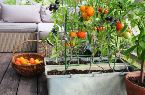 Cultiver des Tomates en Pot : Une Option Idéale pour les Espaces Réduits