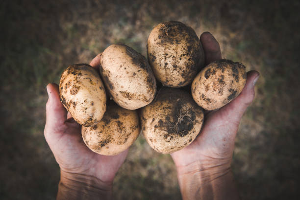 Comment commercialiser avec succès les pommes de terre biologiques ?