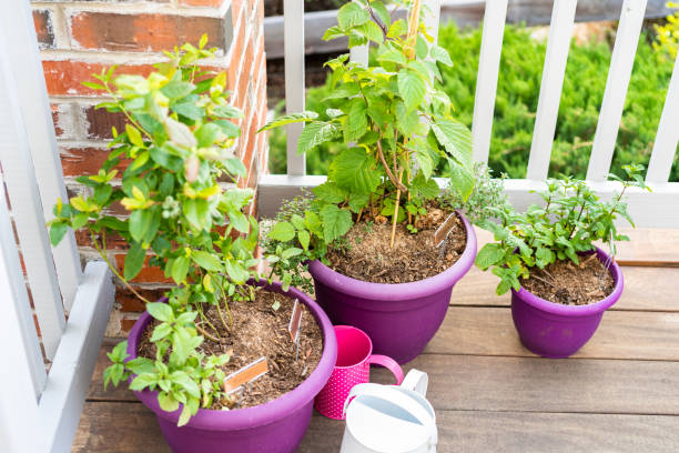 Comment cultiver des pommiers en pots sur un balcon ou une terrasse