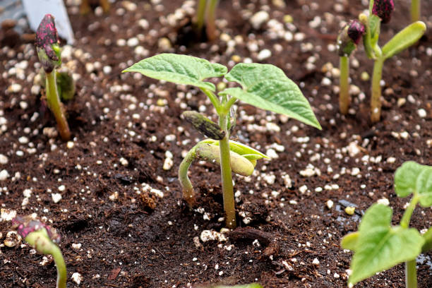 Comment réussir la germination des haricots pour un démarrage rapide ?