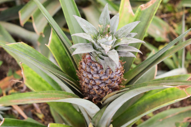 Les défis de la culture de l’ananas dans les régions non tropicales : une lutte contre les éléments