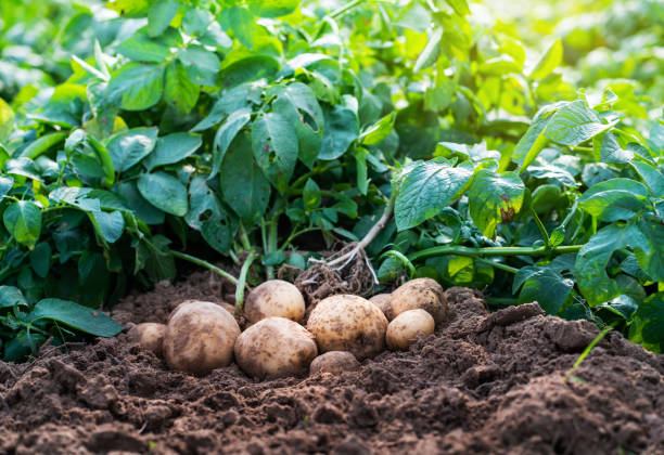 La culture de pommes de terre en climat chaud : défis et solutions