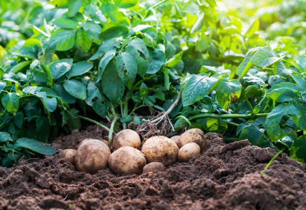La culture de pommes de terre en climat chaud : défis et solutions