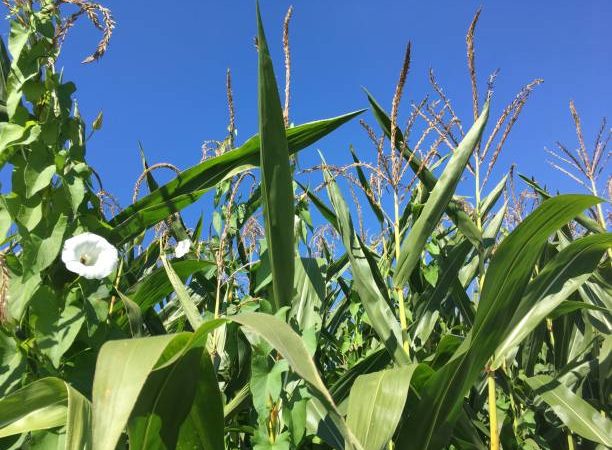 Les pratiques agroforestières intégrant la culture du maïs