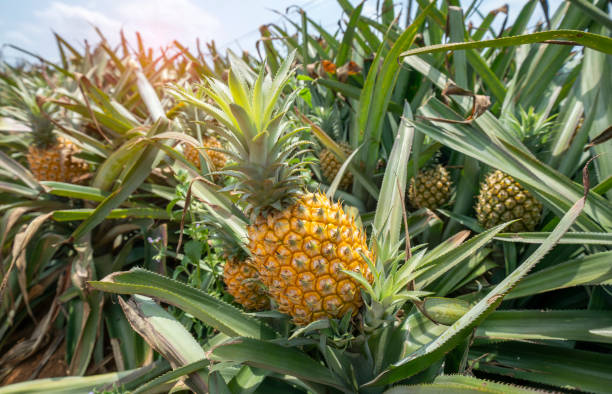 Les clés du succès dans la culture commerciale de l’ananas