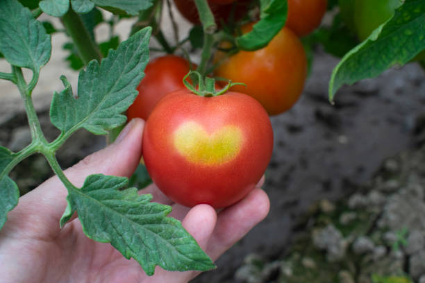 Astuce pour maximiser la production de tomates dans un petit espace