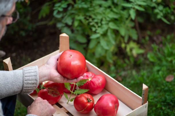 Intégrer davantage de tomates dans votre alimentation pour améliorer votre santé cardiaque