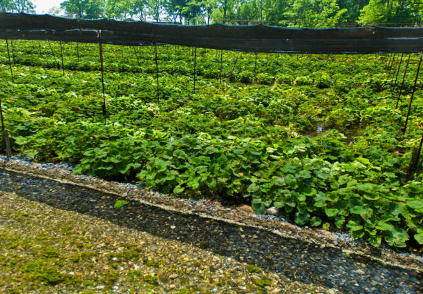 Les avantages de l’agroforesterie dans les systèmes de culture de pastèques