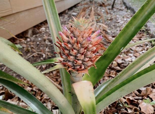 Techniques de culture de l’ananas en milieu tropical : Un art millénaire