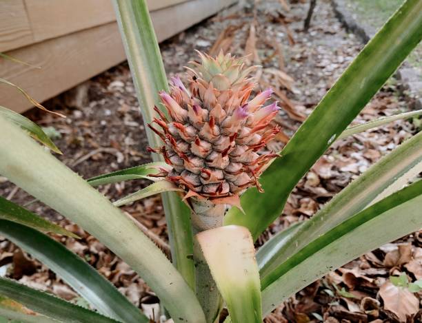 Techniques de culture de l’ananas en milieu tropical : Un art millénaire
