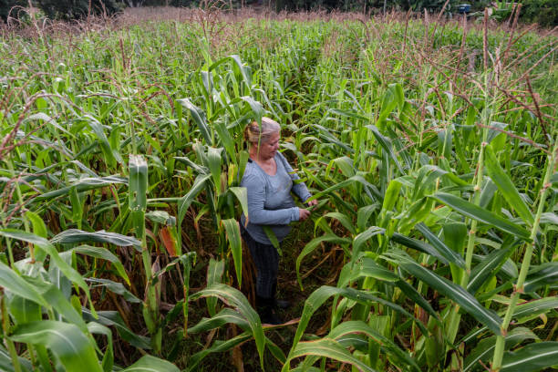 Les effets de la mondialisation sur les pratiques agricoles liées au maïs