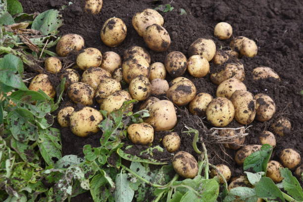 Les meilleures variétés de pommes de terre pour cultiver dans votre jardin