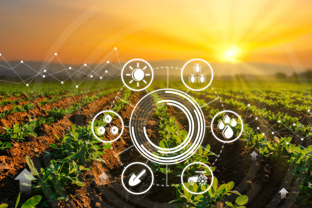Innovation dans la production de haricots : nouvelles technologies et pratiques agricoles durables