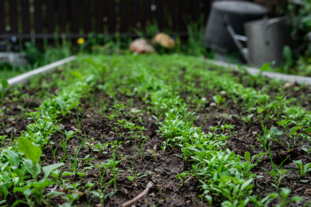 La culture de pommes de terre dans des conditions de sol difficile : stratégies de réussite