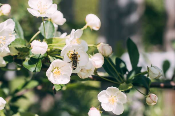 Les secrets de la pollinisation des pommiers et l’importance des abeilles