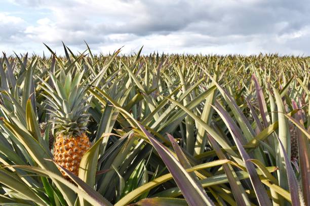 Prévenir les maladies et les ravageurs dans les plantations d’ananas : un impératif pour une culture saine