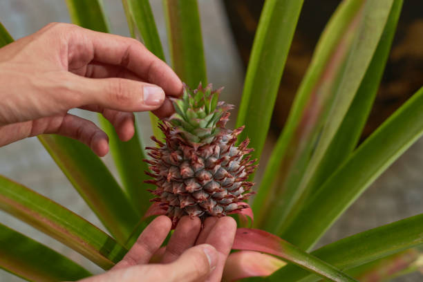 Les origines mystérieuses de l’ananas