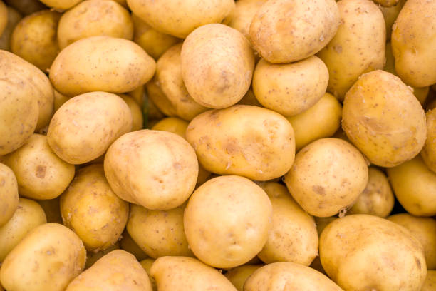 Les pommes de terre dans l’alimentation des animaux : opportunités et risques