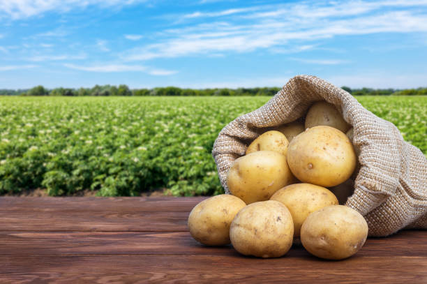 Les secrets pour obtenir des pommes de terre de taille maximale
