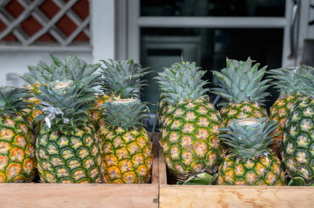 Ananas verticaux : maximiser l’espace dans la culture urbaine