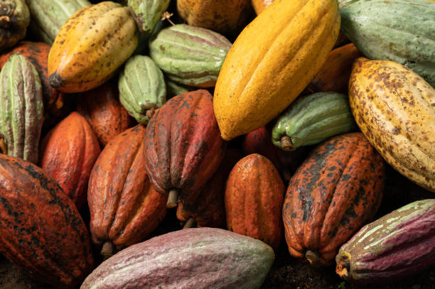 Les bienfaits pour la santé du cacao : antioxydants, minéraux, etc.