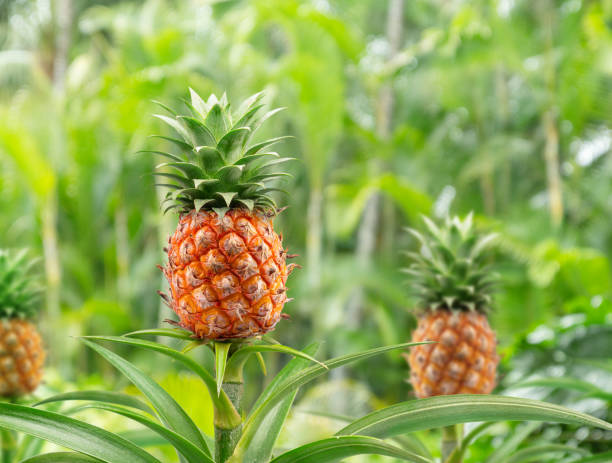 La culture de l’ananas et la préservation de la biodiversité