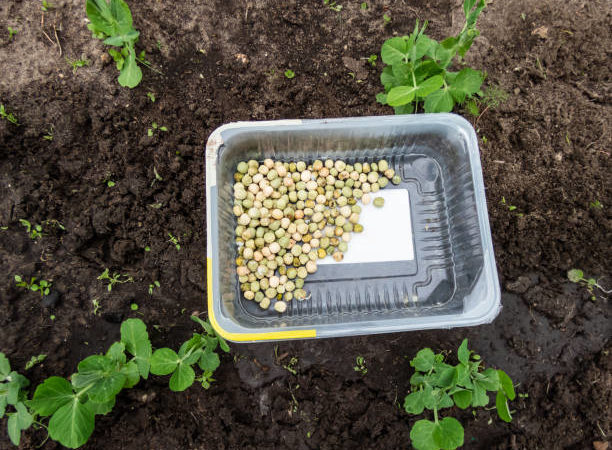 Les techniques de sélection et de conservation des semences de pastèques