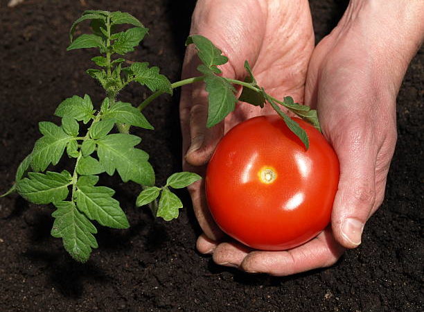 Les secrets d’une culture réussie de tomates dans votre jardin : astuces de jardinage