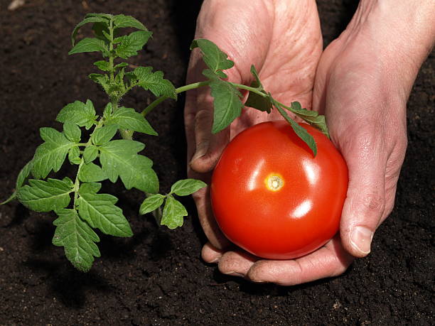 Les secrets d’une culture réussie de tomates dans votre jardin : astuces de jardinage