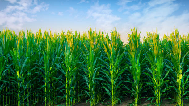 L’impact socio-économique de la culture du maïs dans les communautés rurales