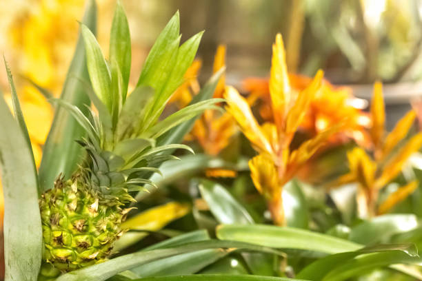 Ananas biologique : un choix durable pour l’avenir