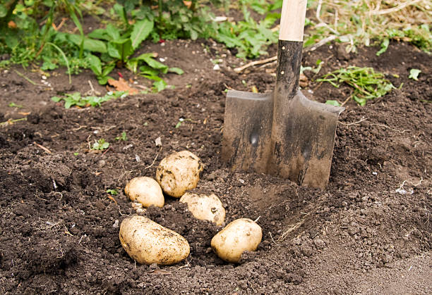 Comment préparer le sol pour une plantation réussie de pommes de terre ?
