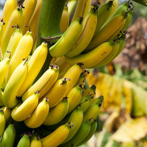 Quelles Variétés de Bananes Convient le Mieux à Votre Climat ? Un Guide pour les Amateurs de Bananes