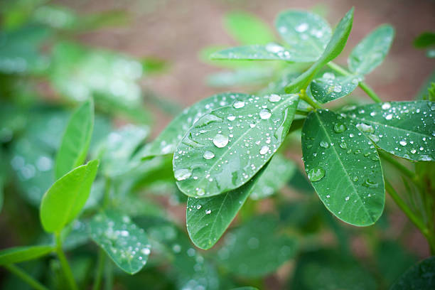 Comment prévenir les maladies courantes des arachides dans votre jardin