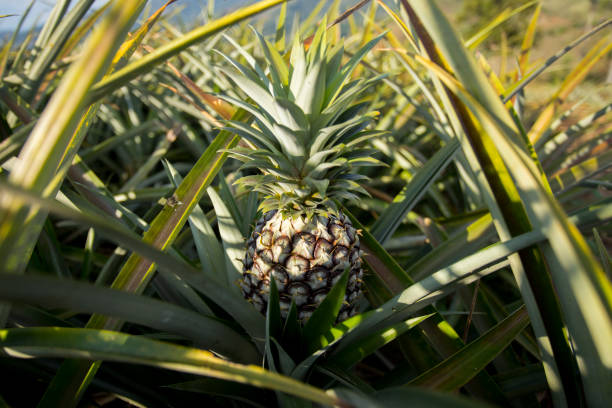 Les étapes de la production de l’ananas, de la culture à la récolte