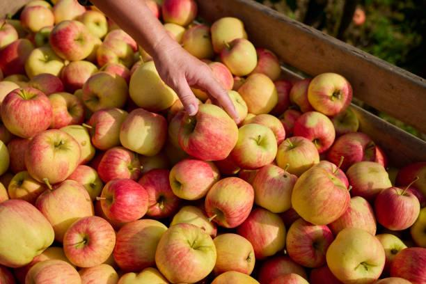 Astuces pour choisir les pommes les plus fraîches et savoureuses au marché