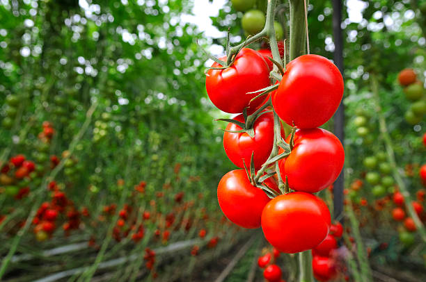 Les Tomates Biologiques : Un Choix Sain pour Vous et pour la Planète