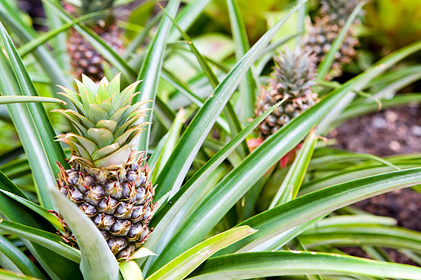 Ananas et changement climatique : un défi pour les producteurs