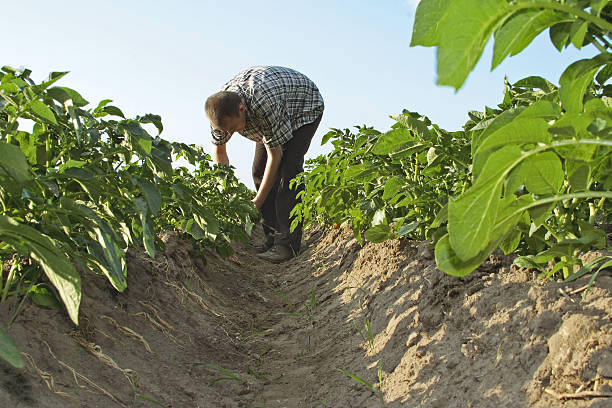 Les parasites et maladies les plus courants des pommes de terre et comment les traiter naturellement