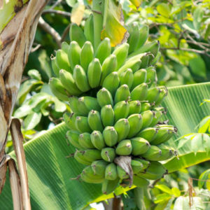 Les Meilleures Pratiques pour Fertiliser les Bananiers : Un Guide Complet pour une Croissance Saine