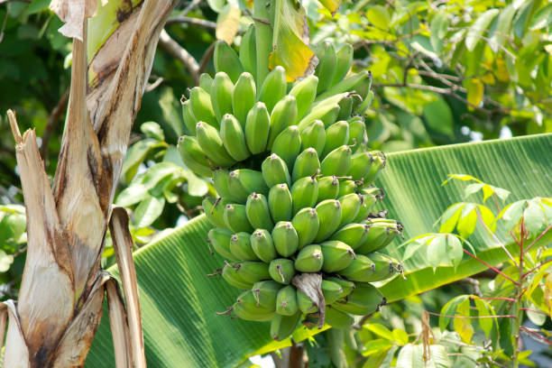 Les Meilleures Pratiques pour Fertiliser les Bananiers : Un Guide Complet pour une Croissance Saine